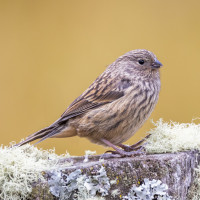 Plain-colored Seedeater